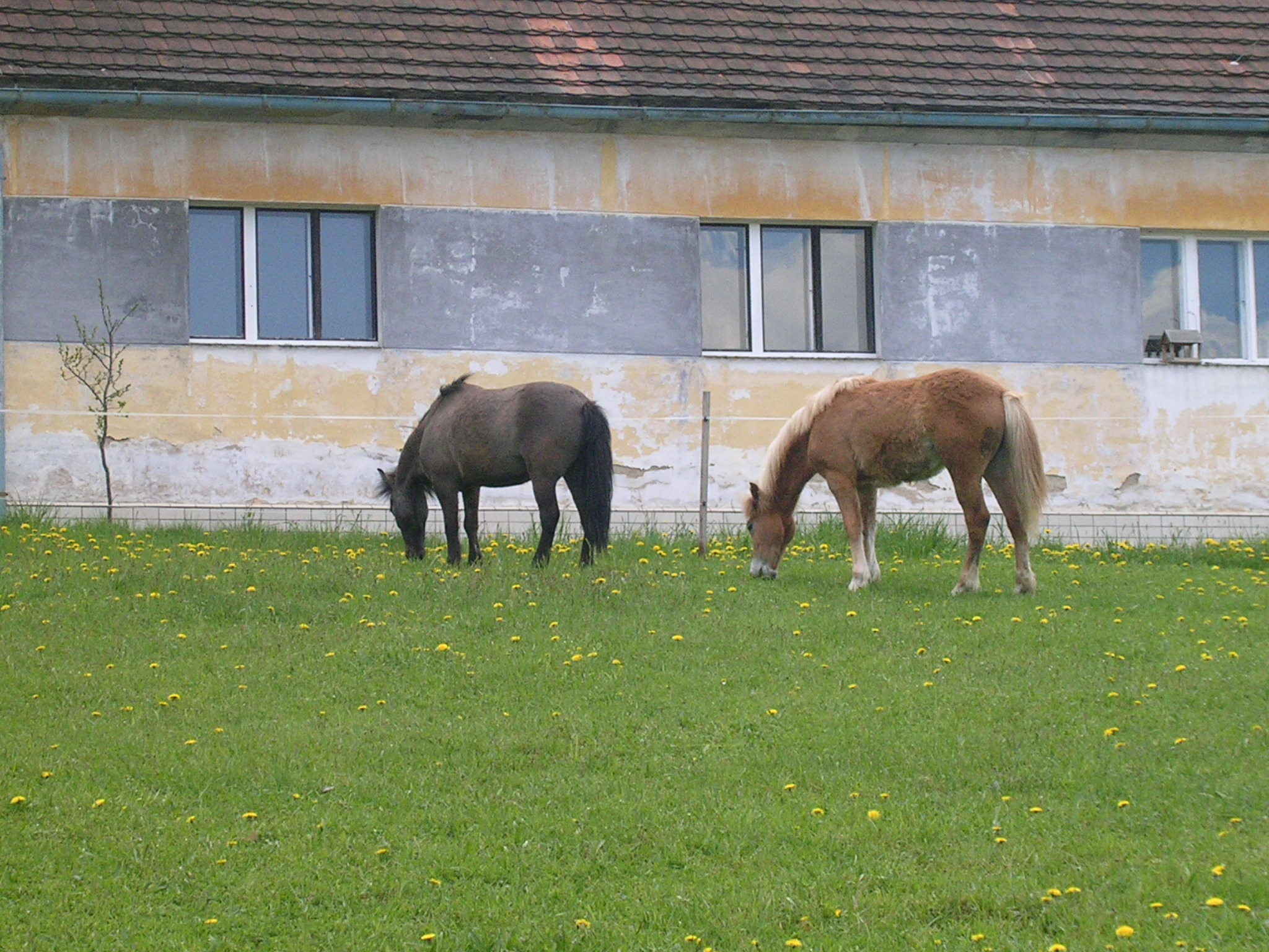 karlička-jaro 114.jpg